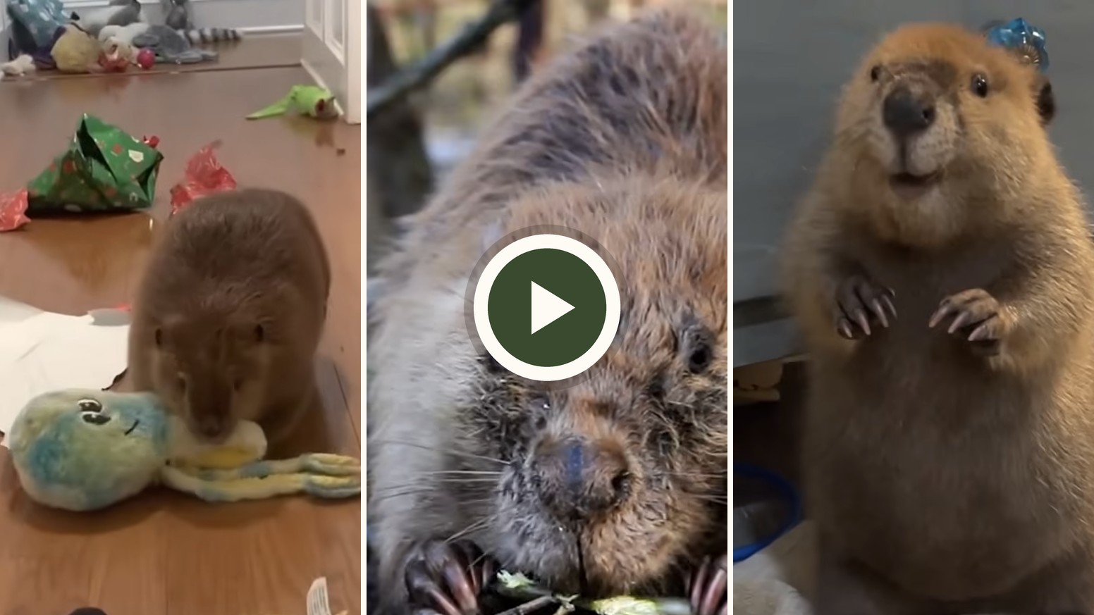Three beavers at work and play, from this week's Friday finds